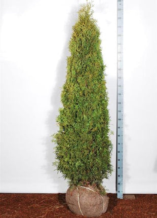 Thuja occ. 'Pyramidalis Compacta'