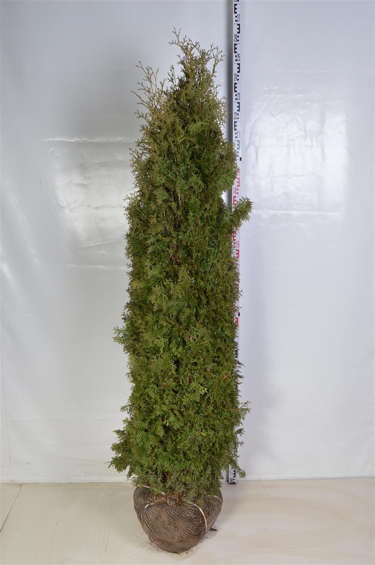 Thuja occ. &