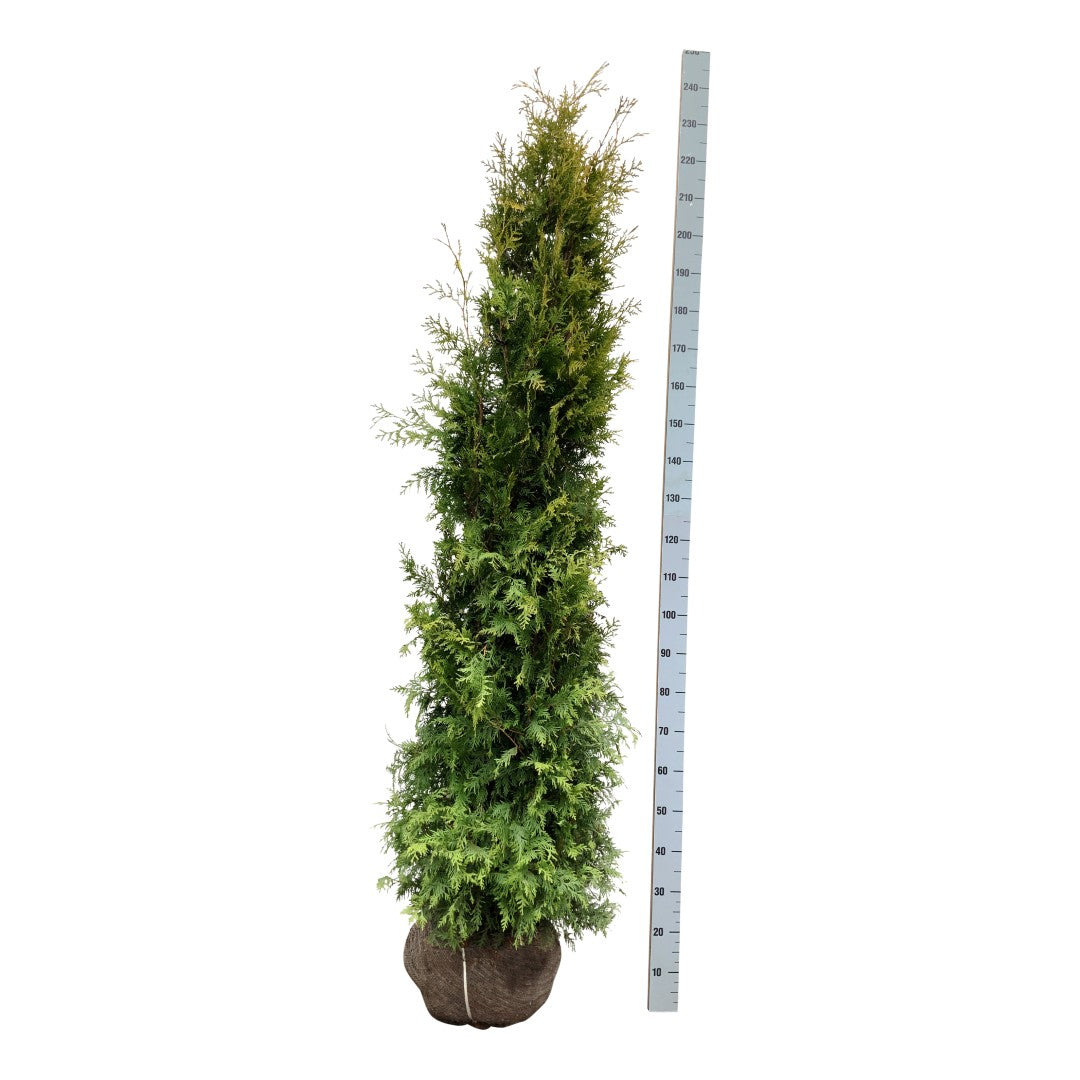Thuja occ. &