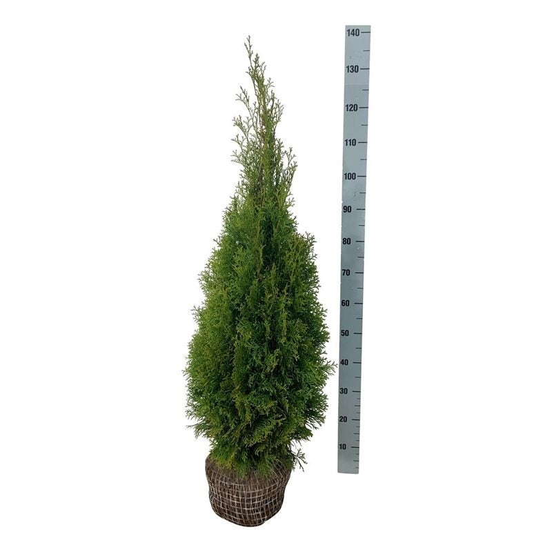 Thuja occidentalis &
