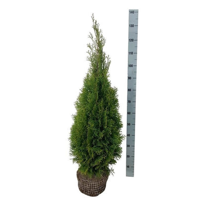 Thuja occidentalis &