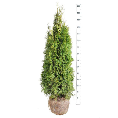 Thuja occ. 'Smaragd'