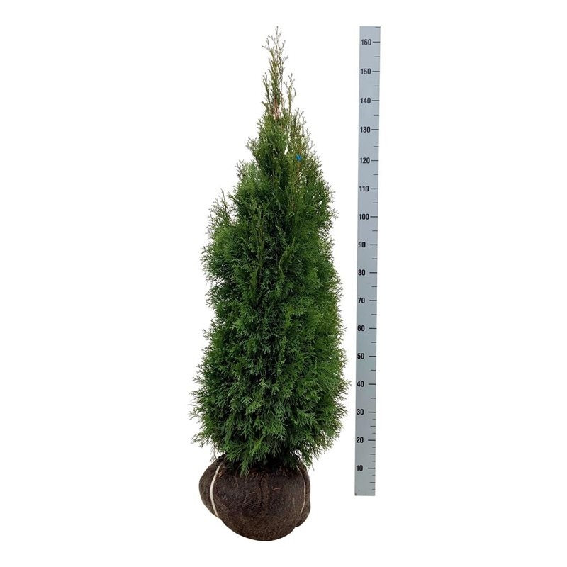 Thuja occidentalis &