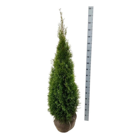 Thuja occ. 'Smaragd'