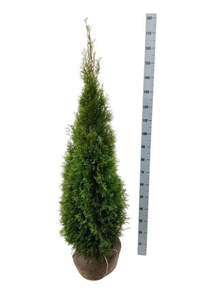 Thuja occ. 'Smaragd'