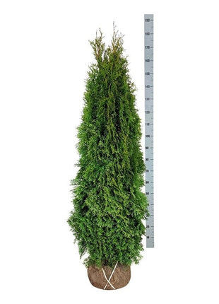 Thuja occ. 'Smaragd'