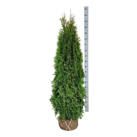 Thuja jne. 'Smaragdi'