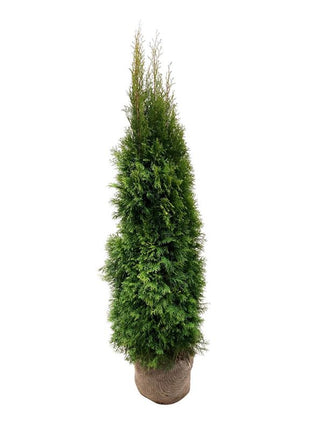 Thuja occ. 'Smaragd'