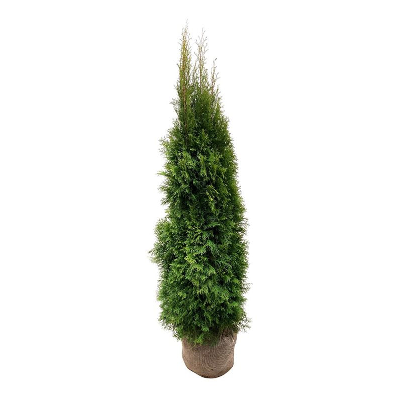 Thuja occidentalis &