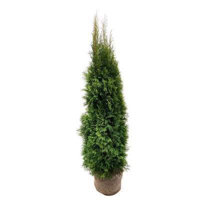 Thuja occidentalis &