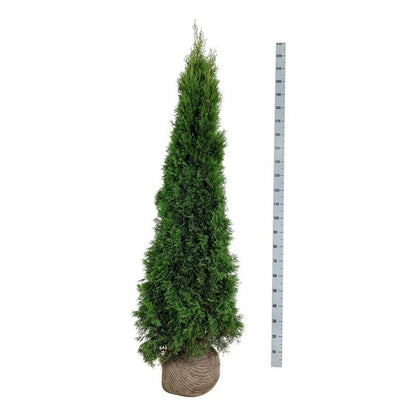 Thuja occidentalis &