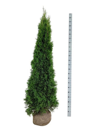 Thuja occ. 'Smaragd'