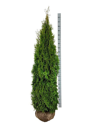 Thuja occ. 'Smaragd'