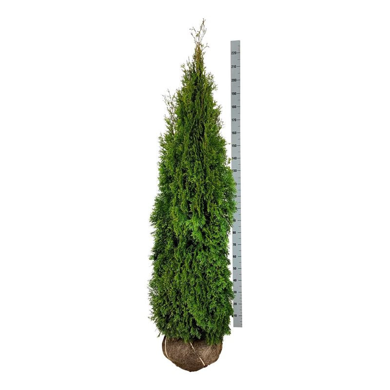 Thuja occidentalis &