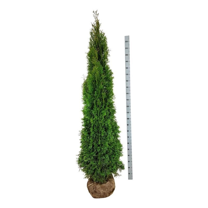 Thuja occidentalis &