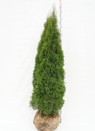 Thuja jne. 'Smaragdi'