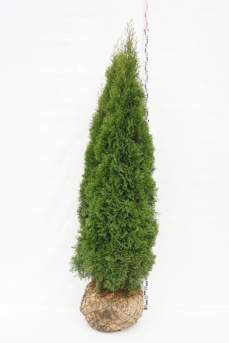 Thuja occ. 'Smaragd'