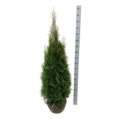 Thuja occ. 'Smaragd'