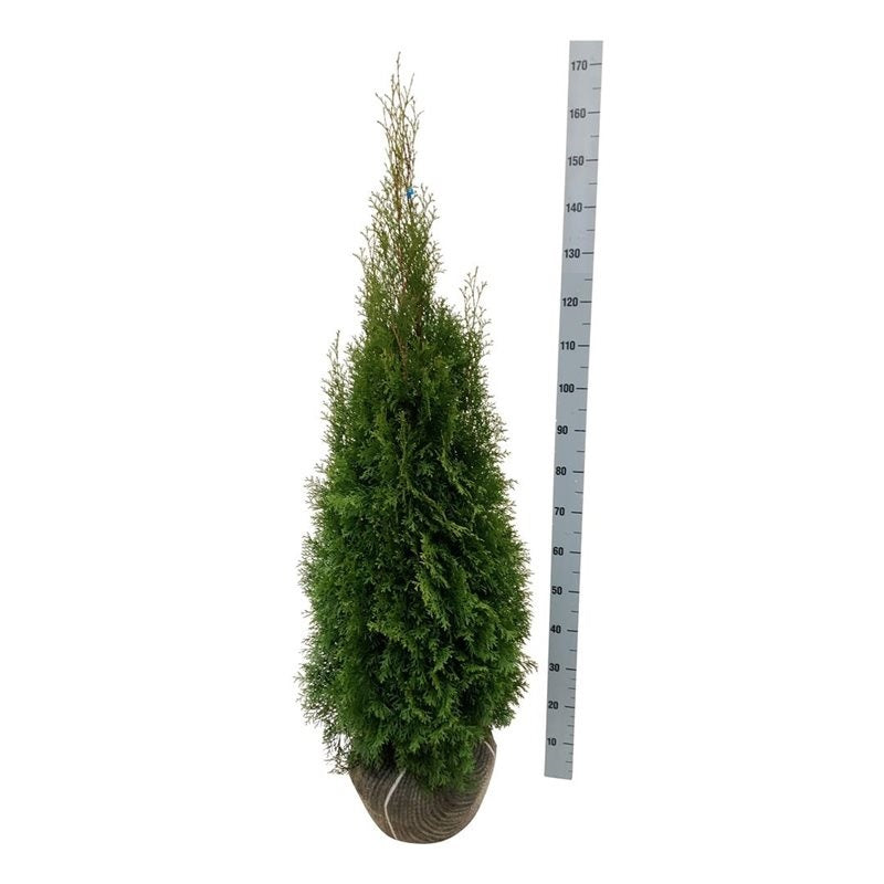 Thuja occidentalis &