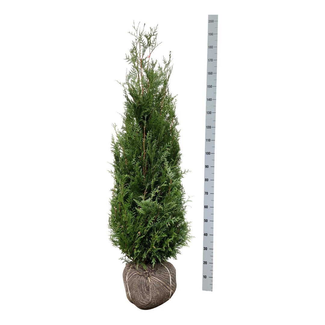 Thuja pl. &
