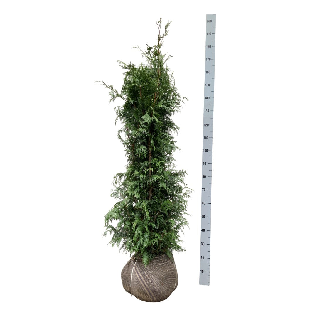 Thuja pl. &