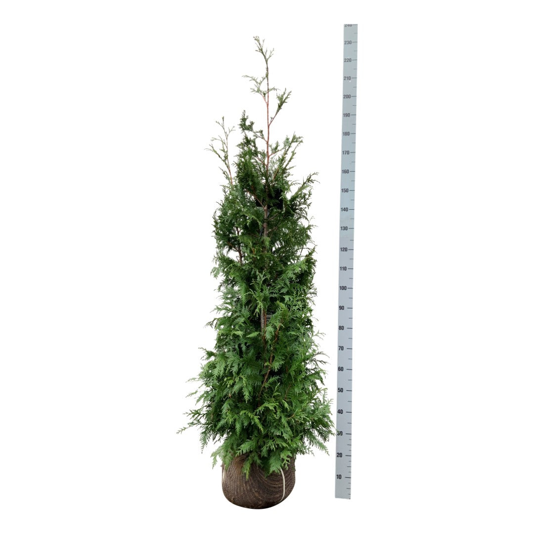 Thuja pl. &