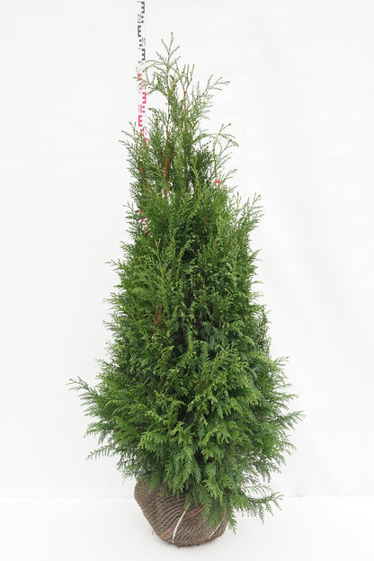 Thuja pl. &