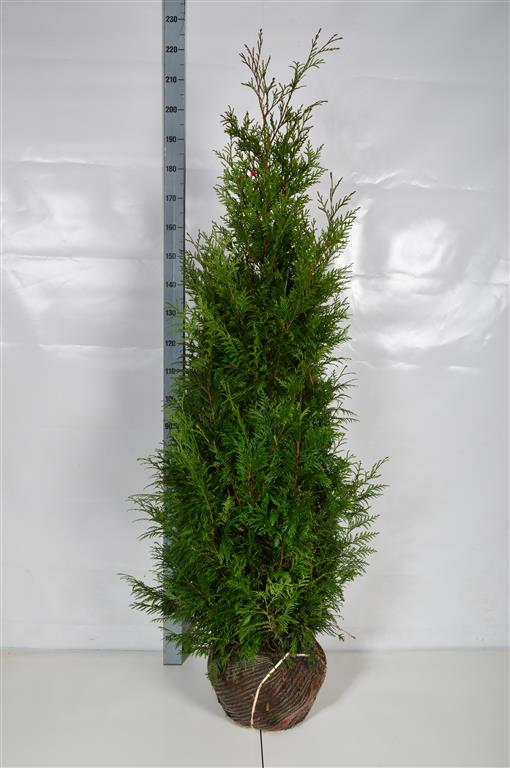 Thuja pl. &