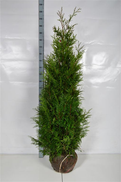 Thuja pl. &