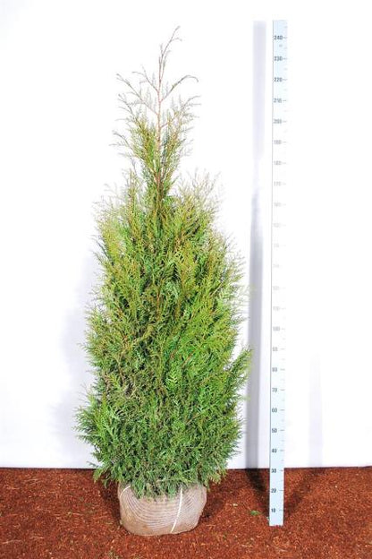 Thuja pl. &