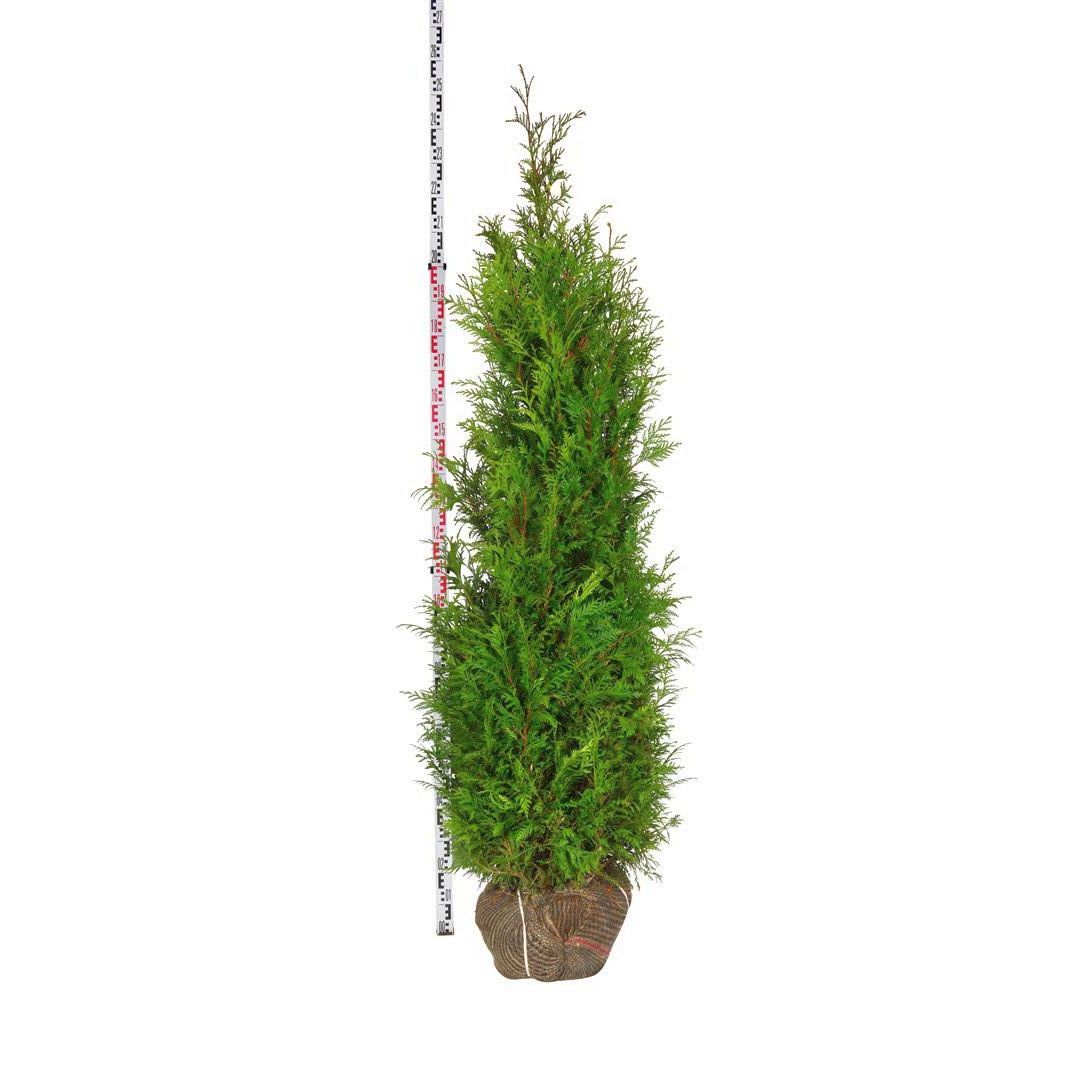 Thuja plicata &