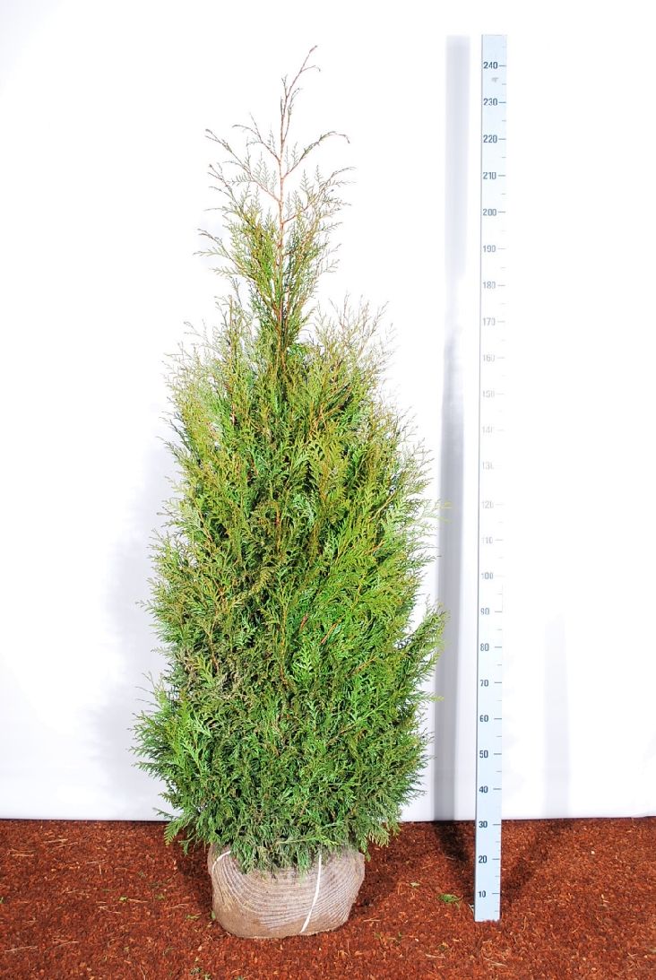 Thuja pl. &