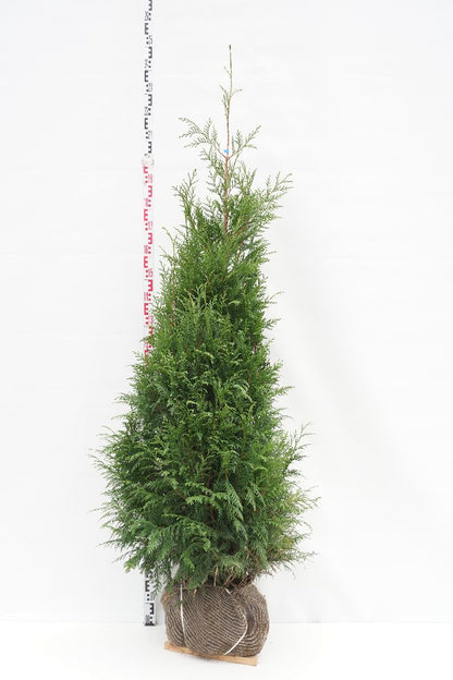 Thuja pl. &