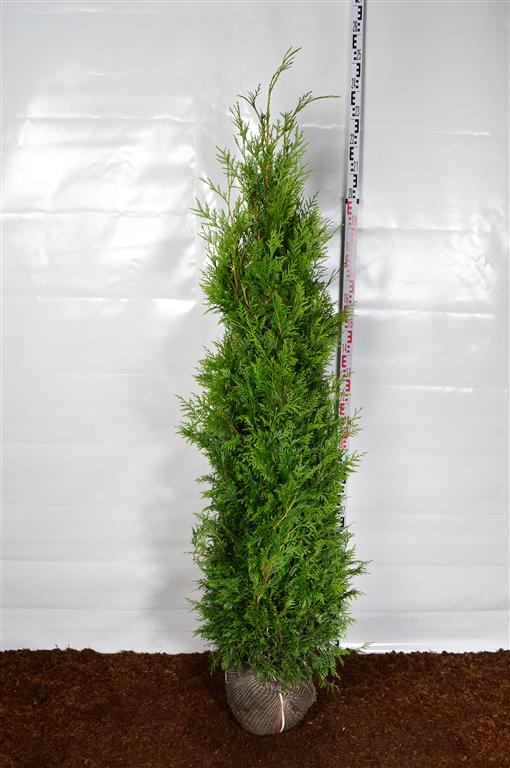 Thuja pl. &