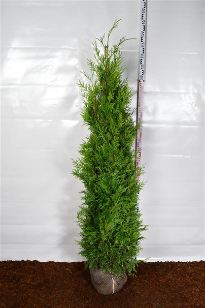 Thuja pl. &