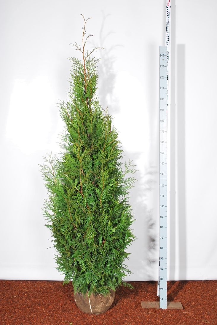 Thuja pl. &