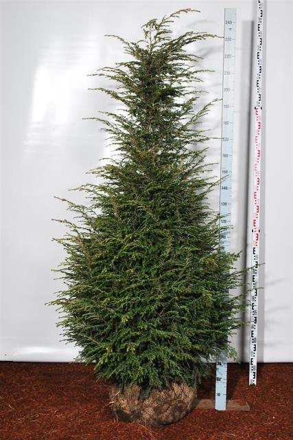 Hemlock canadensis - 200-225 CM SOL RB