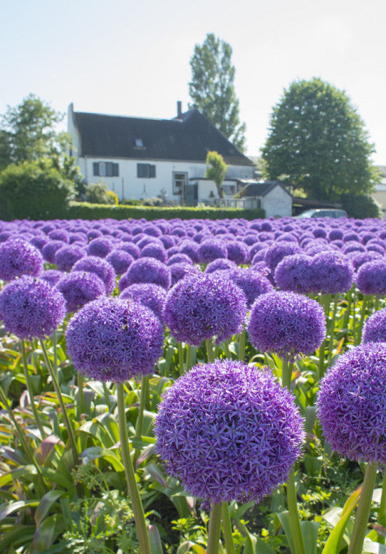 Allium &