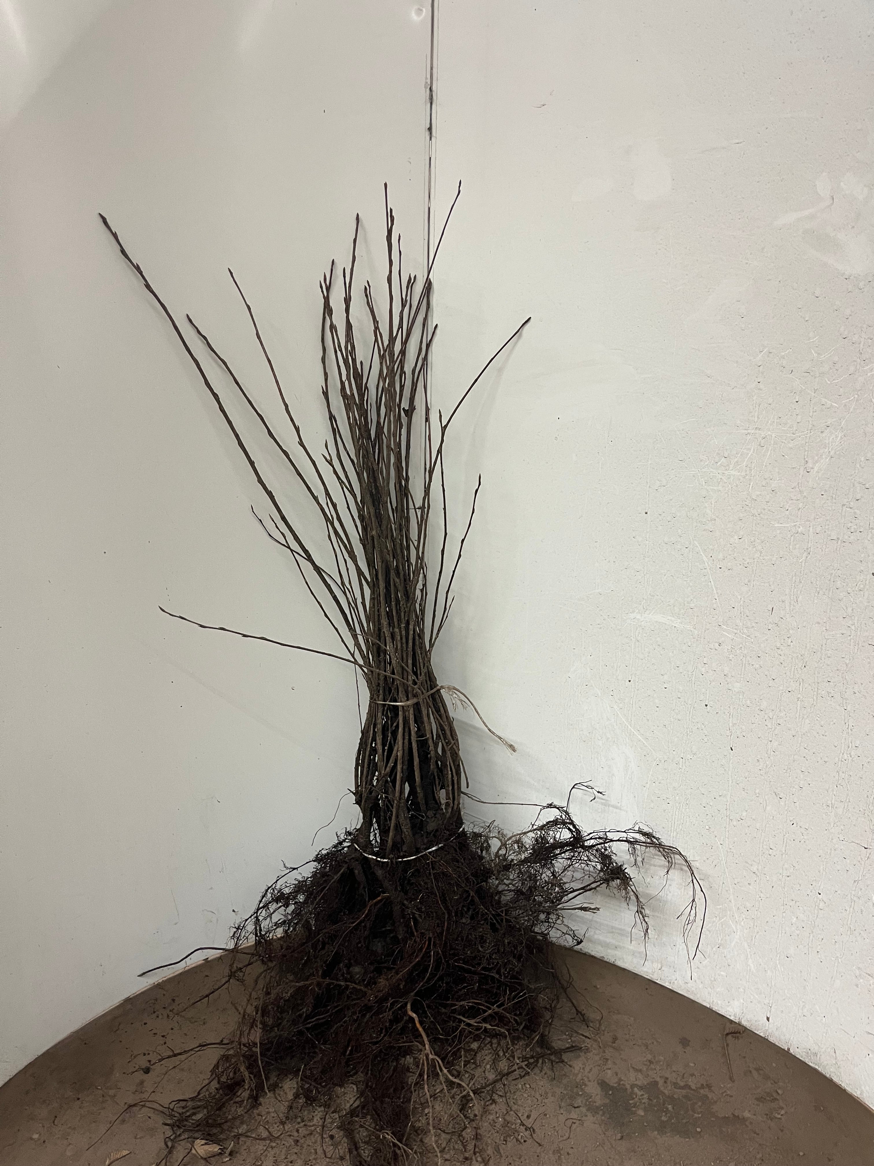 Körsbärskornell ; 60-100 cm barrot 1+2