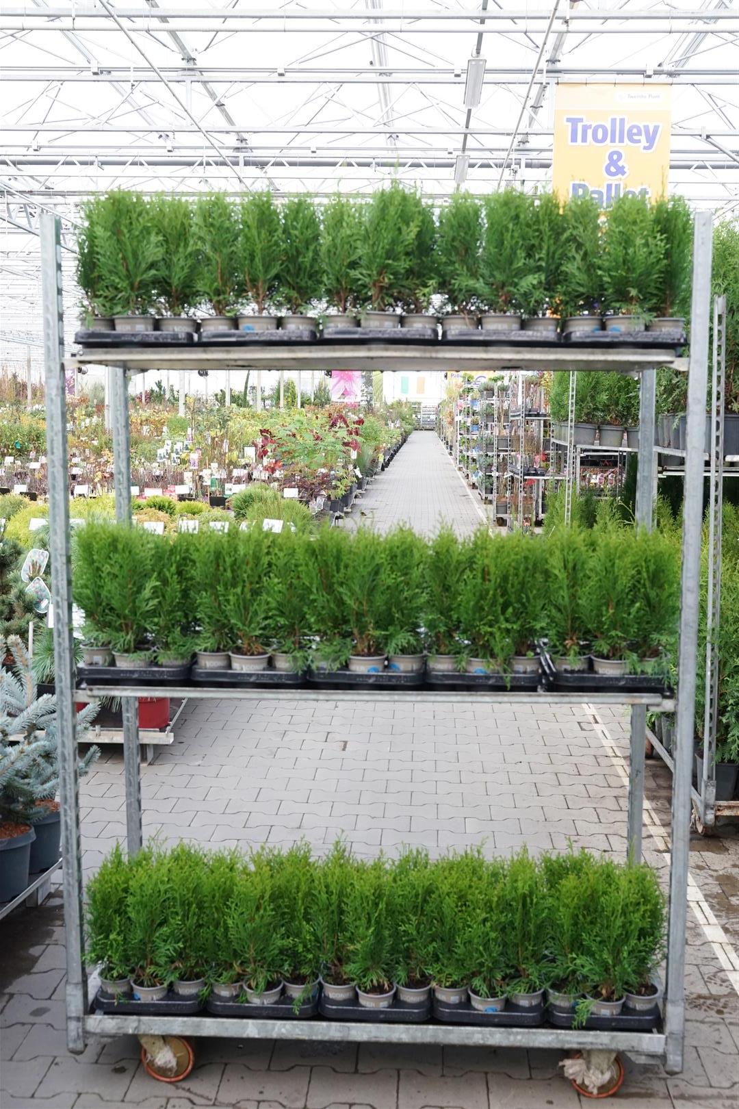 Thuja occ. &