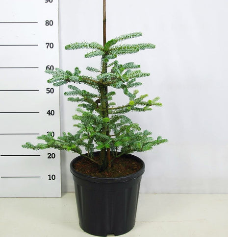 Abies koreana 'Silberlocke'