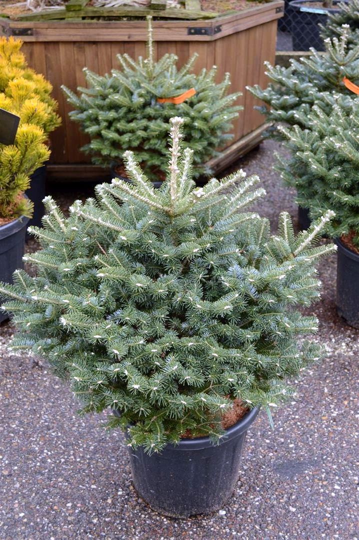 Silvergran koreana &