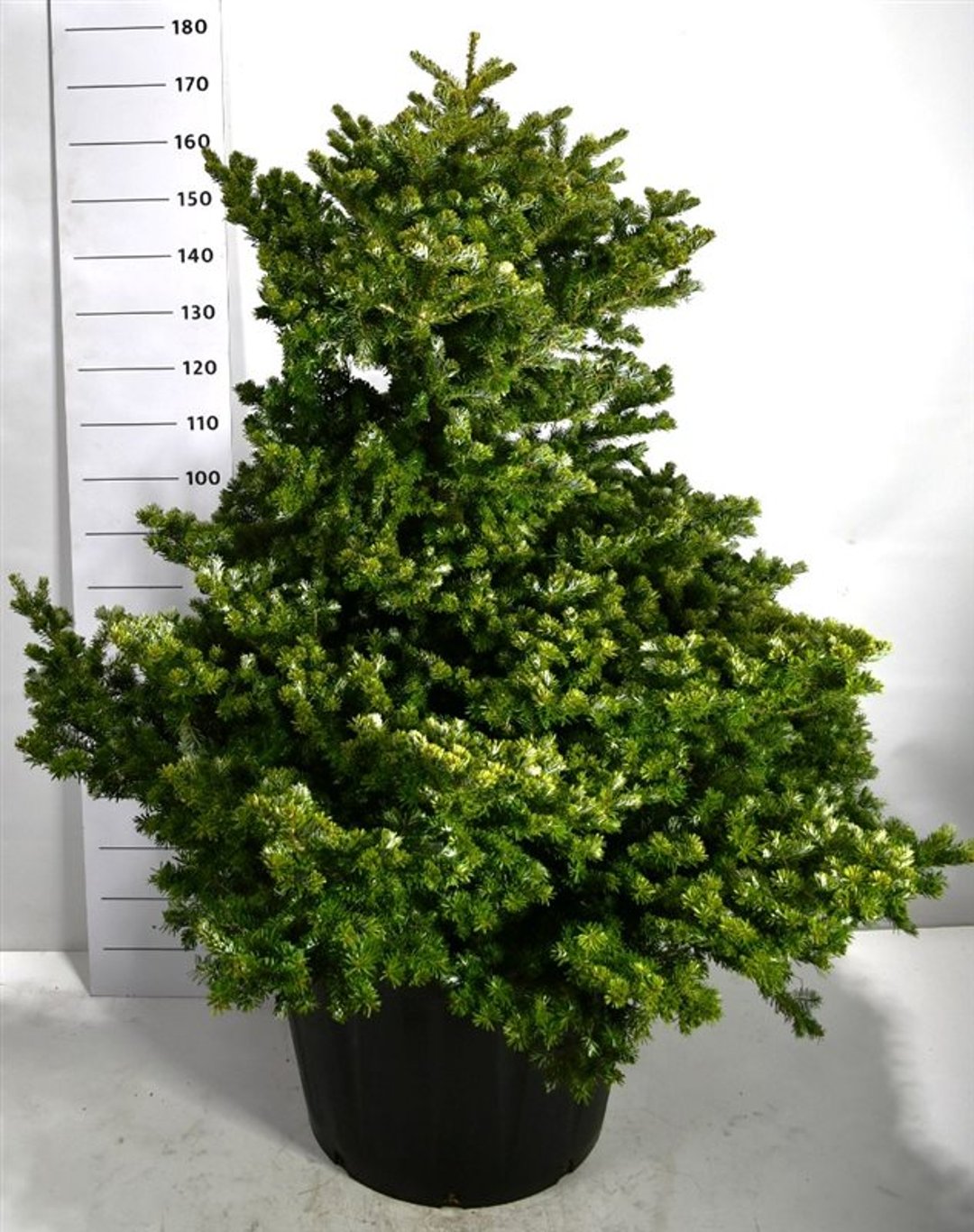 Silvergran koreana &