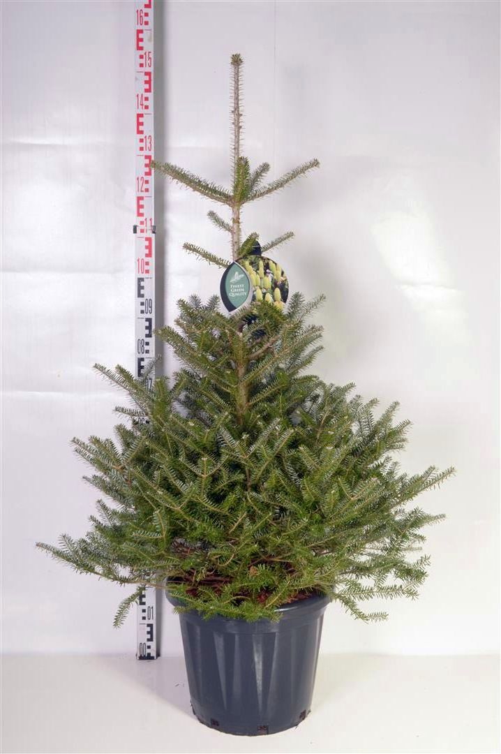 Silvergran koreana - C25 80-100 CM