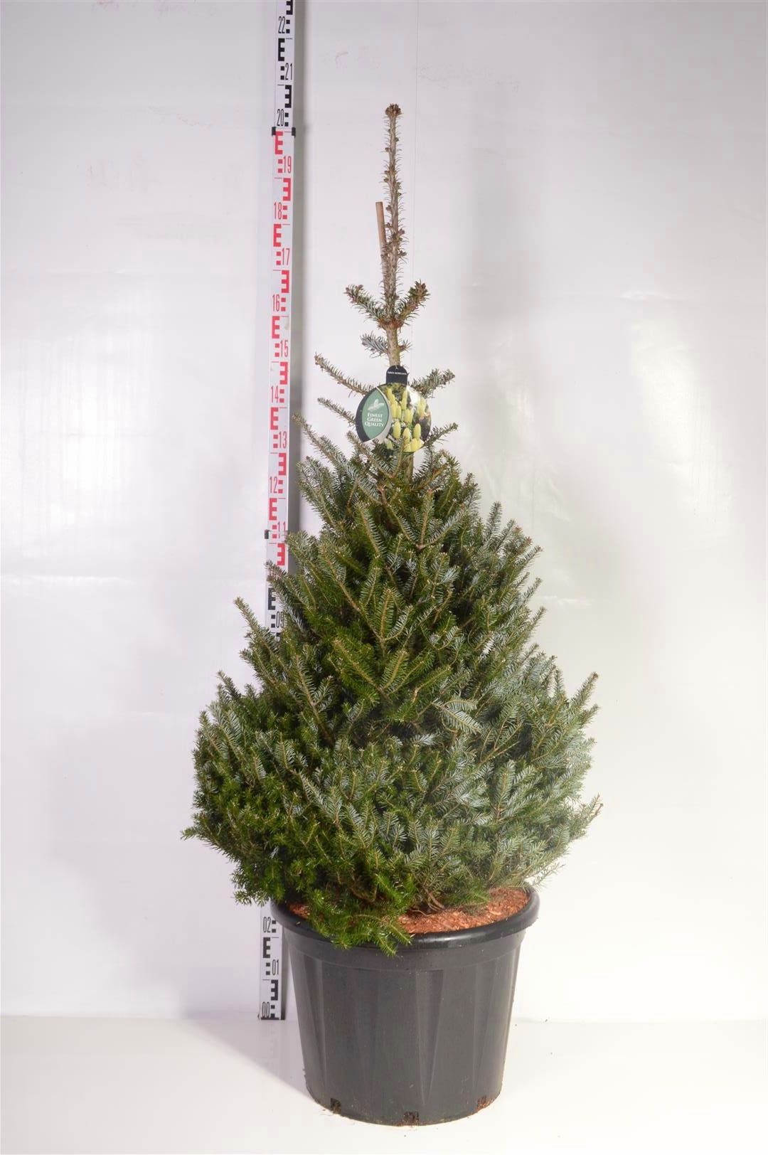 Silvergran koreana - C65 125-150 CM