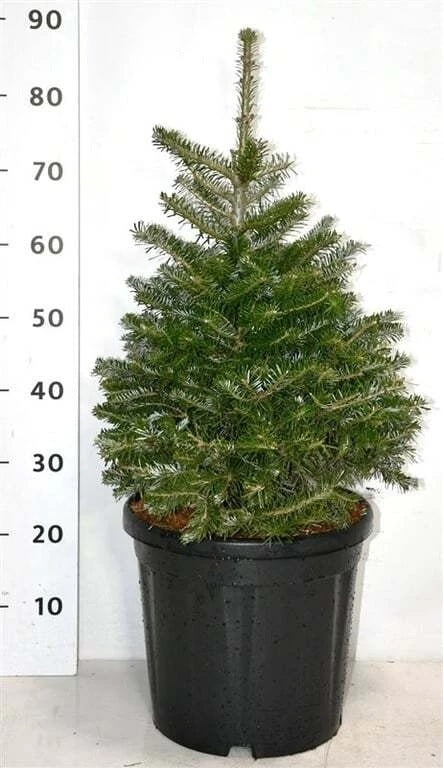 Abies koreana