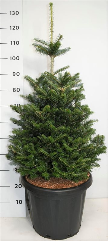 Silvergran koreana - C25 60-80 CM