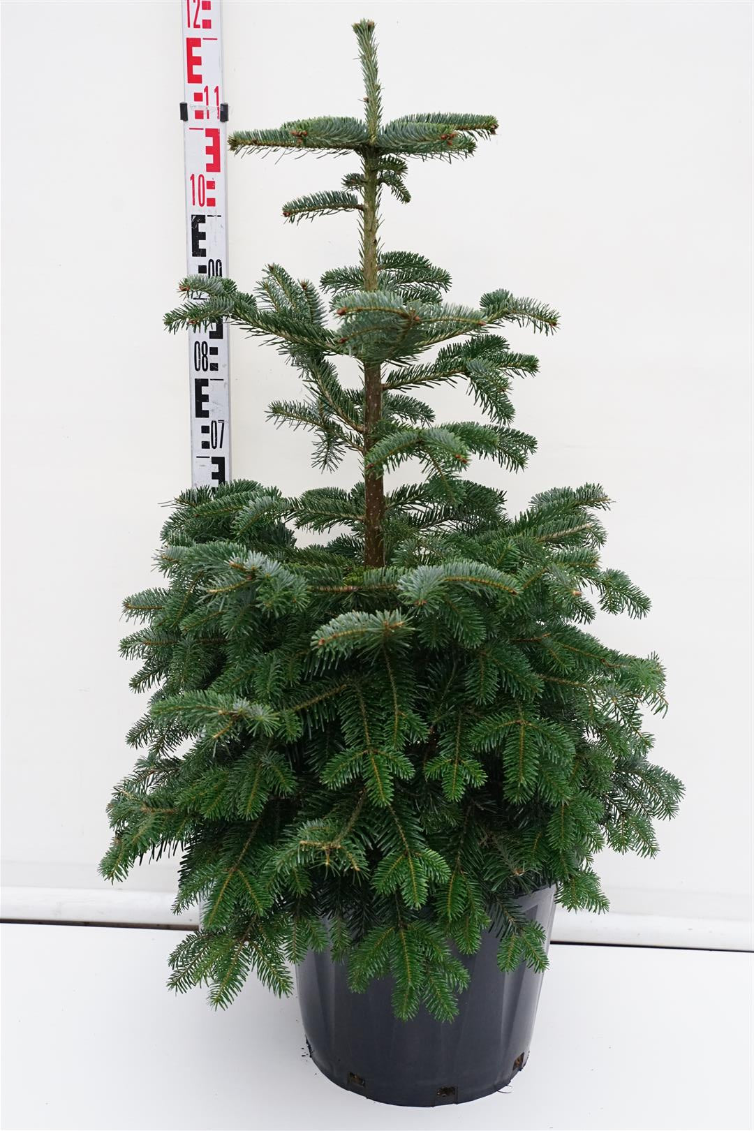 Silvergran nordmanniana - C25 60-80 CM