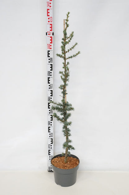 TW-2766783