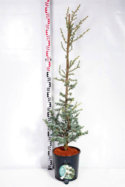 Cedrus lib. &